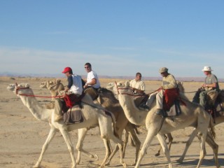 Camel Stunts